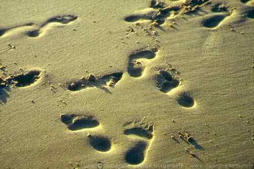 &copy;  2021  George Burggraaff