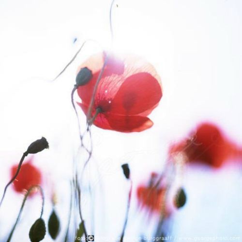 &copy;  2021 George Burggraaff