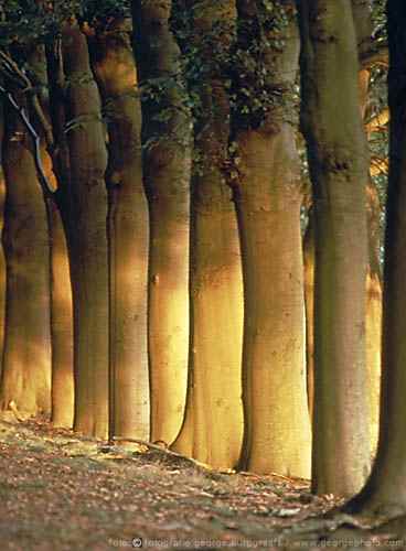 &copy;  2021  George Burggraaff