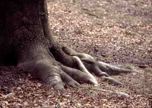 &copy;  2021  George Burggraaff