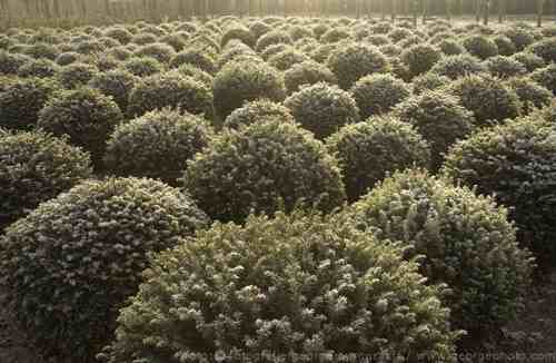 &copy;  2021  George Burggraaff