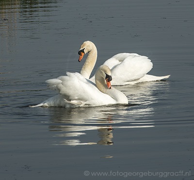 copyright 2019 George Burggraaff