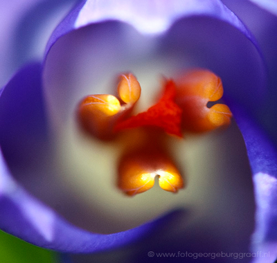 copyright 2019 George Burggraaff