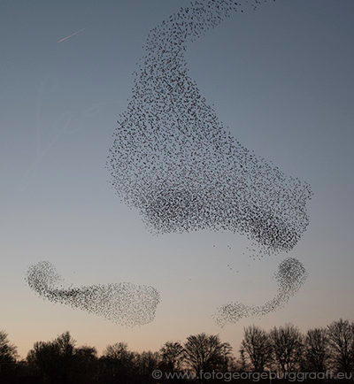 copyright 2019 George Burggraaff