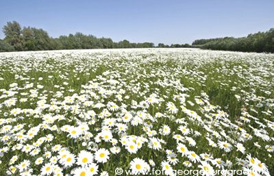 copyright 2017 George Burggraaff