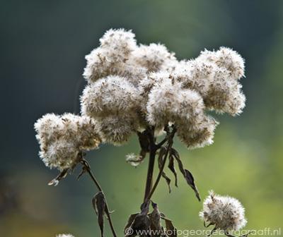 copyright 2014 George Burggraaff