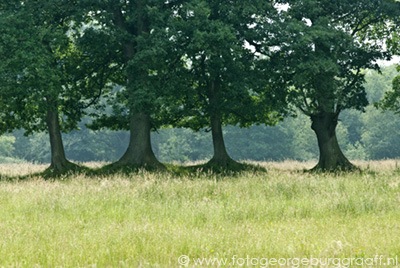 copyright 2011 George Burggraaff