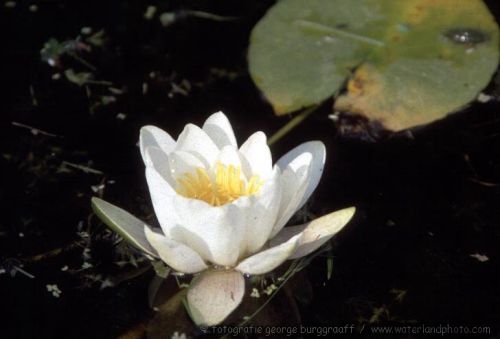 &copy;  2021  George Burggraaff