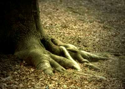 &copy;  2017  George Burggraaff