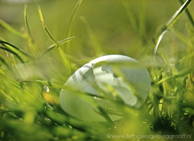 copyright 2017 George Burggraaff