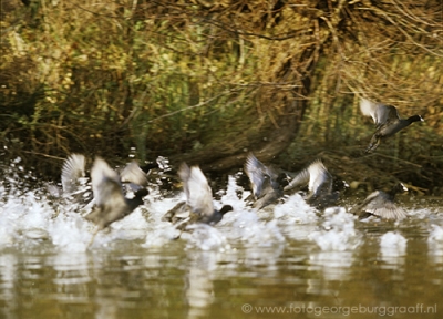 copyright 2019 George Burggraaff