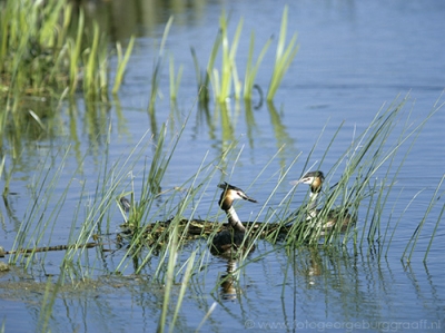 copyright 2019 George Burggraaff