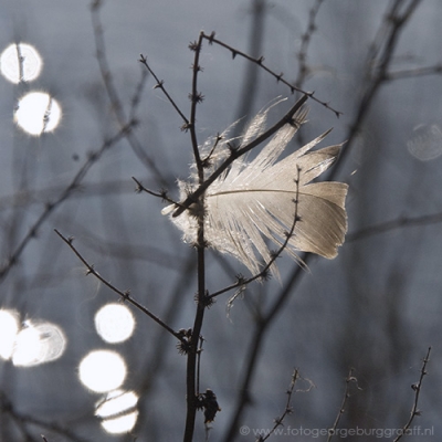 copyright 2219 George Burggraaff