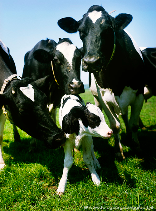 copyright 2017 George Burggraaff