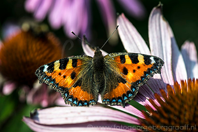 copyright 2019 George Burggraaff