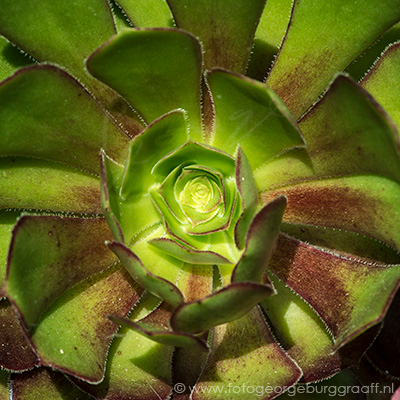 copyright 2019 George Burggraaff