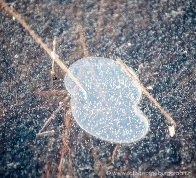 copyright 2019 George Burggraaff