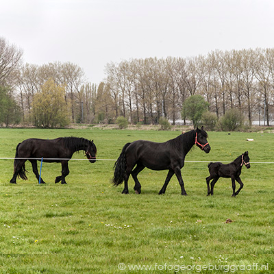 copyright 2019 George Burggraaff