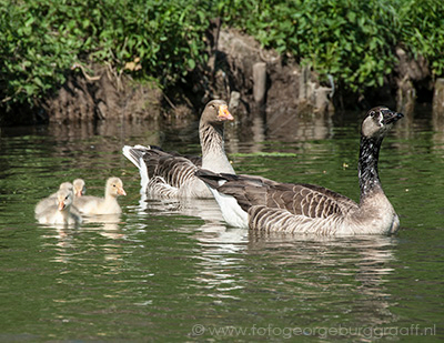 copyright George Burggraaff