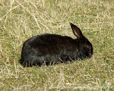 foto copyright &copy;  George Burggraaff