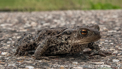 copyright George Burggraaff