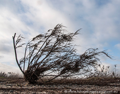 copyright 2019 George Burggraaff