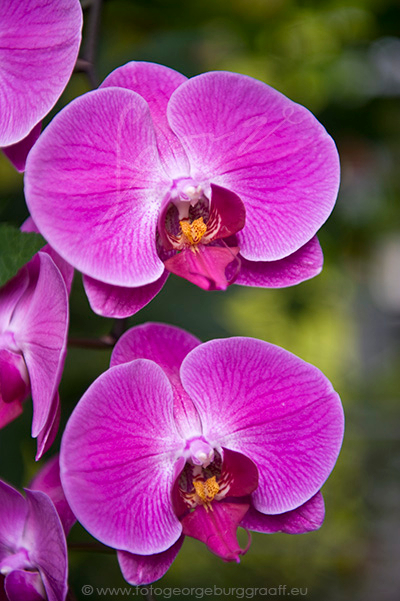 copyright George Burggraaff