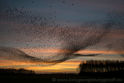 copyright 2017 George Burggraaff