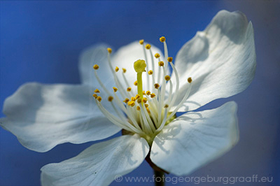 copyright 2015 George Burggraaff