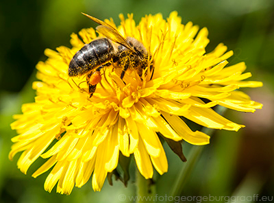 copyright 2015 George Burggraaff