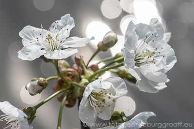 copyright 2015 George Burggraaff