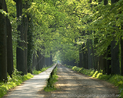 copyrightGeorge Burggraaff