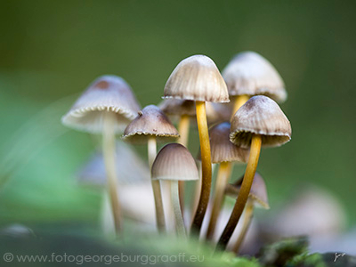 copyright 2017 George Burggraaff