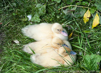 copyright 2017 George Burggraaff