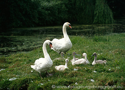 copyright 2017 George Burggraaff