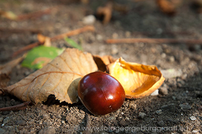 copyright 2017 George Burggraaff