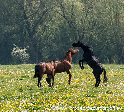 copyright 2017 George Burggraaff