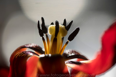 copyright George Burggraaff