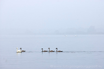 copyright 2017 George Burggraaff