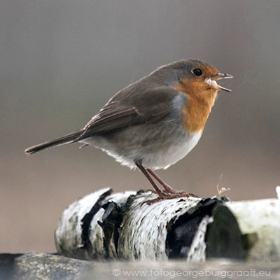 &copy; 2019 George Burggraaff