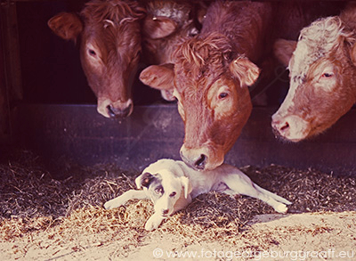 &copy; 2019 George Burggraaff