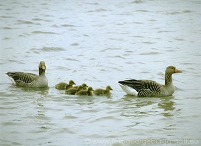 De Tao voor kinderen, tekst 61, copyright 2017 George Burggraaff