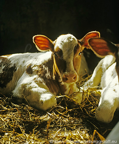 De Tao voor kinderen, tekst 62, copyright 2017 George Burggraaff