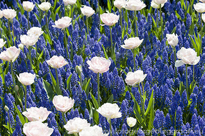 De Tao voor kinderen, tekst 69, copyright 2019 George Burggraaff