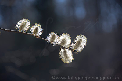 De Tao voor kinderen, tekst 70, copyright 2019 George Burggraaff