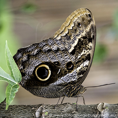De Tao voor kinderen, tekst 72, copyright 2019 George Burggraaff