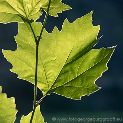 De Tao voor kinderen, tekst 73, copyright 2019 George Burggraaff