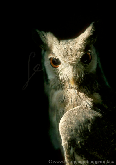 De Tao voor kinderen, tekst 74, copyright 2019 George Burggraaff