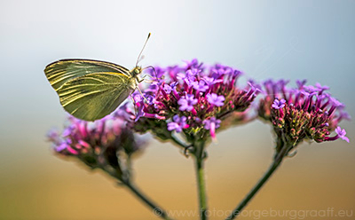 De Tao voor kinderen, tekst 75, copyright 2019 George Burggraaff
