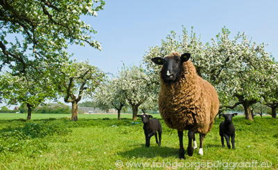 De Tao voor kinderen, tekst 76, copyright 2019 George Burggraaff